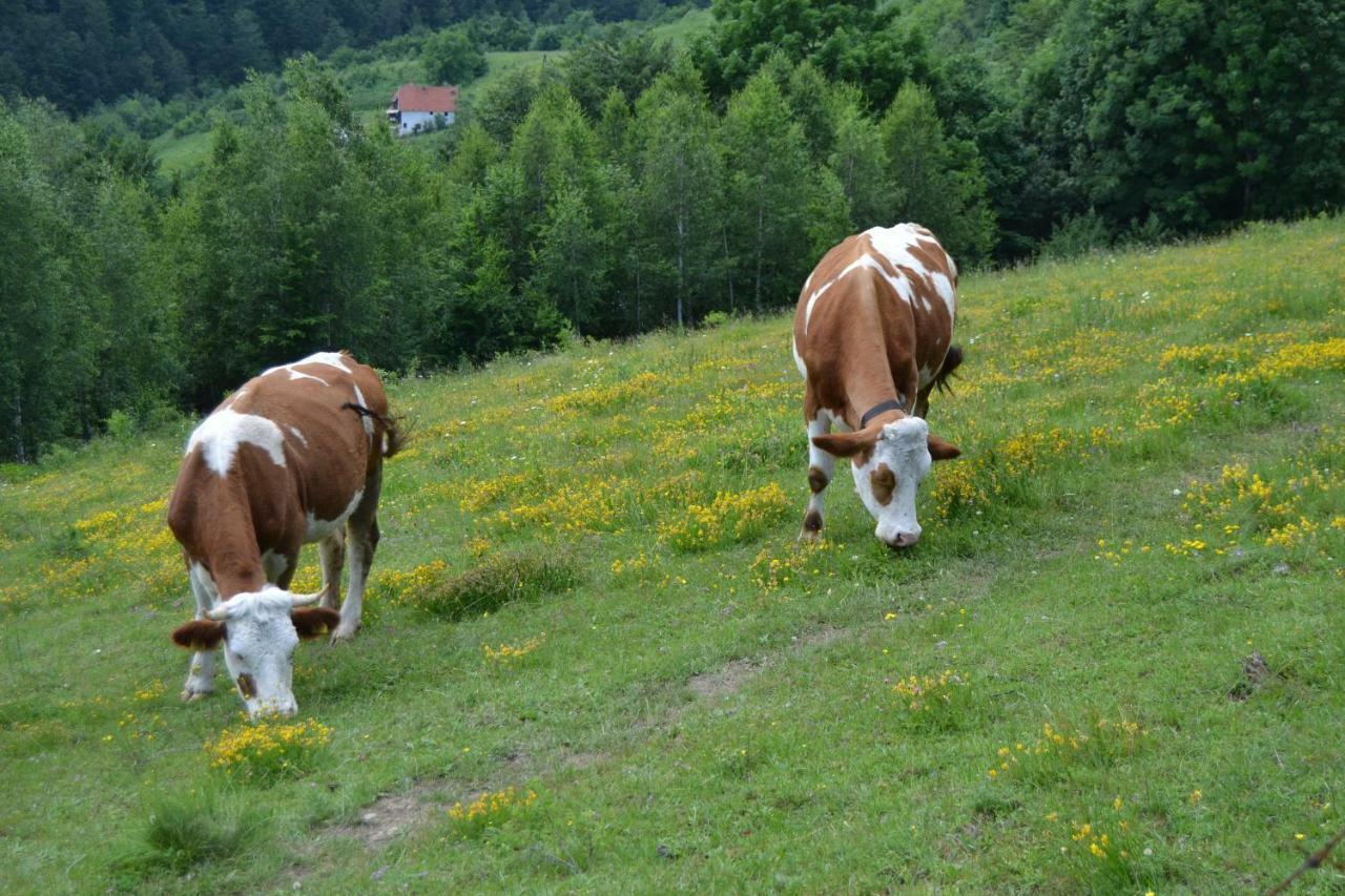 Bed and Breakfast Turizam Koturovic Ivanjica Zewnętrze zdjęcie