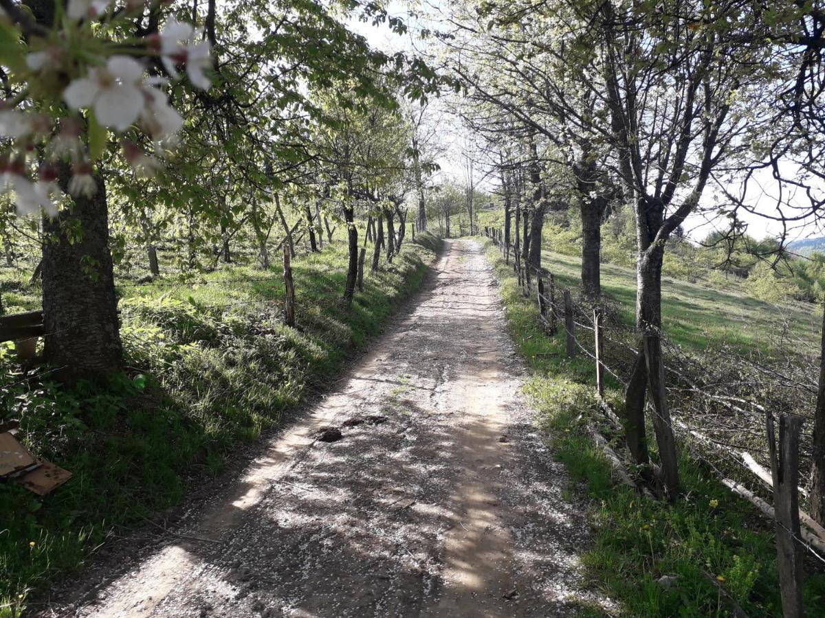 Bed and Breakfast Turizam Koturovic Ivanjica Zewnętrze zdjęcie